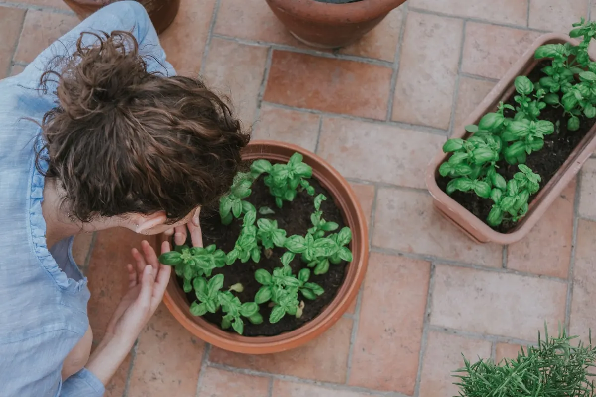 Best Herbs to Grow in Shade in the UK: A Beginner's Guide