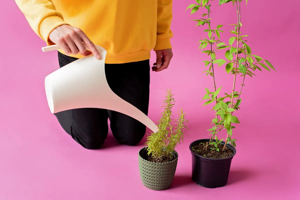 How to Water Herbs Correctly: Avoiding Root Rot and Drought Stress